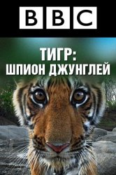 Смотреть BBC: Тигр - шпион джунглей онлайн в HD качестве 720p