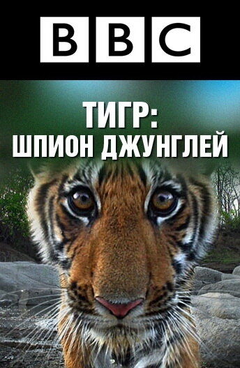 Смотреть BBC: Тигр - шпион джунглей онлайн в HD качестве 